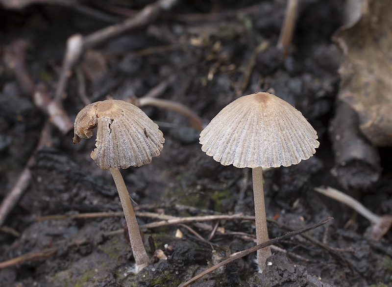 Coprinellus heterothrix